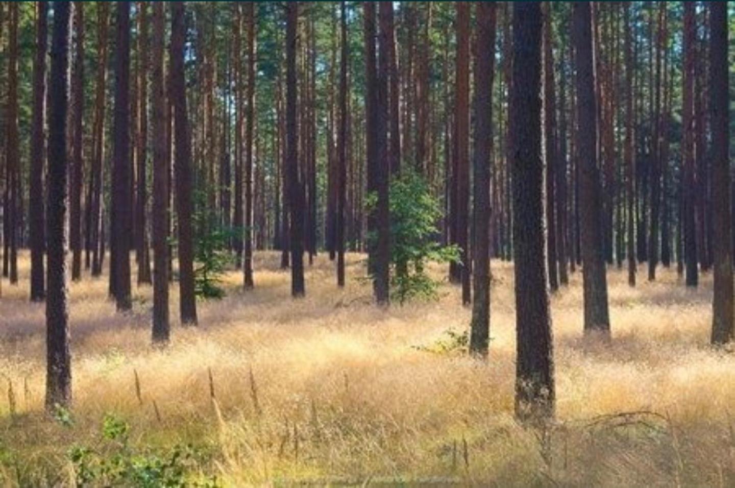 Domek Cieszyno * Cieszyno